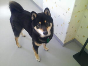 柴犬のコジローちゃん　～横浜ペットホテル～