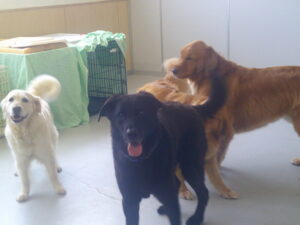 ホワイトシェパードのカイちゃん、mix犬のリクちゃん、ゴールデンレトリーバーのソラちゃん　～横浜ペットホテル～