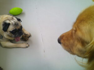 パグのマロニーちゃん　～横浜ペットホテル～