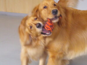 看板犬のルーナ、ナヌー　～横浜ペットホテル～