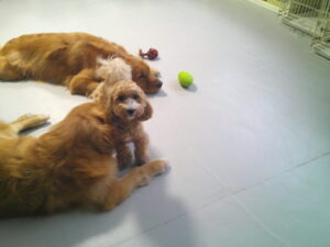 マルプーのれもんちゃん　～横浜ペットホテル～