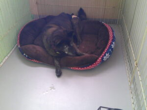 甲斐犬のコテツちゃん　～横浜ペットホテル～