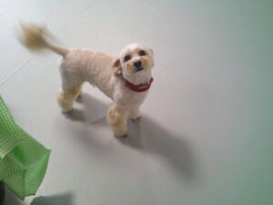 マルプーのロナちゃん　～横浜ペットホテル～