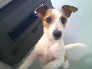 ジャックラッセルのももちゃん　～横浜ペットホテル～