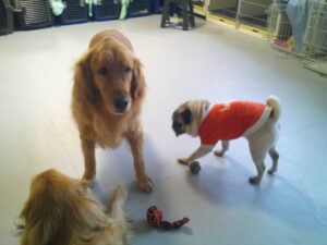 パグのマロニーちゃん、ポメラニアンのまりおちゃん　～横浜ペットホテル～