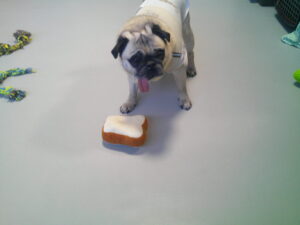 パグのマロニーちゃん　～横浜ペットホテル～