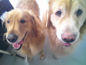 ゴールデンレトリーバーのちょこちゃん、ミニチュアダックスのコナちゃん　～横浜ペットホテル～