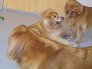 ゴールデンレトリーバーのちょこちゃん、ミニチュアダックスのコナちゃん　～横浜ペットホテル～　