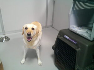ラブラドールレトリーバーのチュチュちゃん　～横浜ペットホテル～