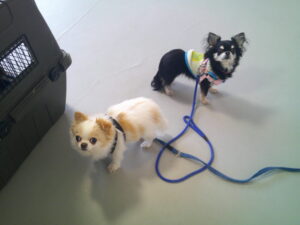 チワワの小太郎ちゃん、もなかちゃん　～横浜ペットホテル～