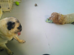 パグのマロニーちゃん、マルプーのれもんちゃん　～横浜ペットホテル～