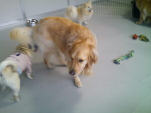 ゴールデンレトリーバーのわくちゃん、パグのマロニーちゃん、ポメラニアンのプルちゃん　～横浜ペットホテル～