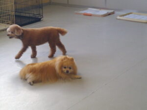 トイプードルのももちゃん、マルプーのれもんちゃん、ポメラニアンのまりおちゃん　～横浜ペットホテル～