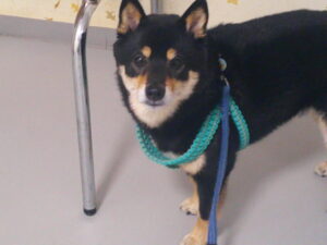 豆柴のマルちゃん　～横浜ペットホテル～