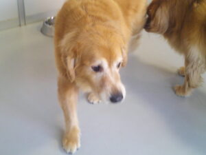ゴールデンレトリーバーのゴン太ちゃん　～横浜ペットホテル～