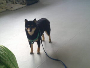 豆柴のマルちゃん　～横浜ペットホテル～