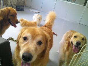 ゴールデンレトリーバーのゴン太ちゃん、わくちゃん　～横浜ペットホテル～