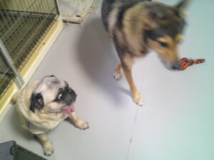 mix犬のきいちゃん、パグのマロニーちゃん　～横浜ペットホテル～