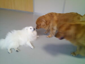 スピッツのロビちゃん　～横浜ペットホテル～