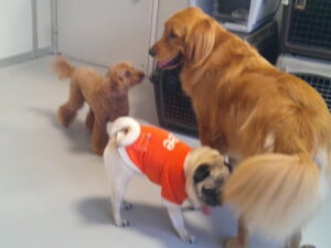 トイプードルのレミちゃん、パグのマロニーちゃん　～横浜ペットホテル～