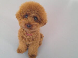 トイプードルのおとちゃん　～横浜ペットホテル～