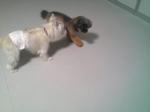 トイプードルのチャコちゃん、ケアンテリアのトトちゃん　～横浜ペットホテル～