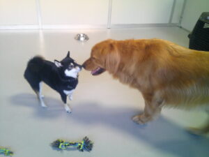 豆柴のクロちゃん　～横浜ペットホテル～