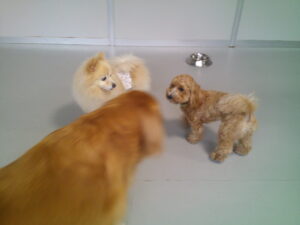 マルプーのれもんちゃん、ポメラニアンのプルちゃん　パグのマロニーちゃん　～横浜ペットホテル～