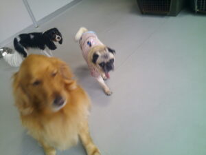 キャバリアのじげんちゃん、パグのマロニーちゃん　～横浜ペットホテル～