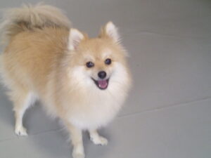 ポメラニアンのぼたんちゃん　～横浜ペットホテル～