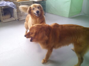 ゴールデンレトリーバーのゴン太ちゃん　～横浜ペットホテル～