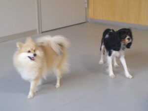 ポメラニアンのぼたんちゃん　～横浜ペットホテル～