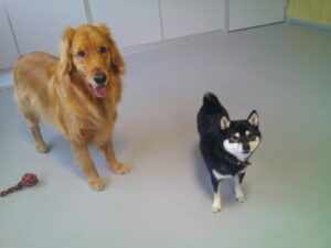 豆柴のクロちゃん　～横浜ペットホテル～