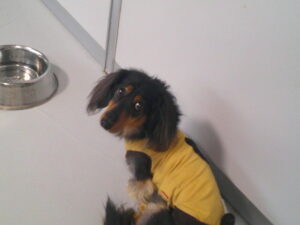 ミニチュアダックスのコナちゃん　～横浜ペットホテル～