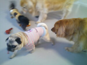 パグのマロニーちゃん、トイプードルのおとちゃん　～横浜ペットホテル～