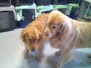 ゴールデンレトリーバーのちょこちゃん　～横浜ペットホテル～