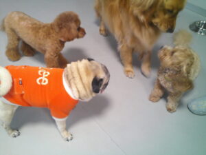 マルプーのれもんちゃん、トイプードルのレミちゃん、パグのマロニーちゃん　～横浜ペットホテル～