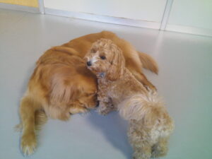 マルプーのれもんちゃん　～横浜ペットホテル～