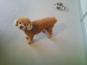 トイプードルのももちゃん　～横浜ペットホテル～