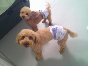 トイプードルのココアはちゃん、ショコラちゃん、モカちゃん　～横浜ペットホテル～