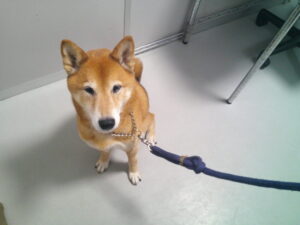 柴犬のひろゆきちゃん　～横浜ペットホテル～