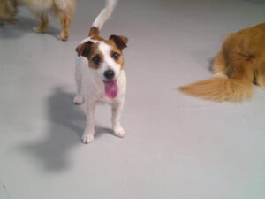 ジャックラッセルのももちゃん　～横浜ペットホテル～