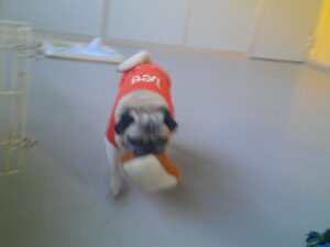 パグのマロニーちゃん　～横浜ペットホテル～