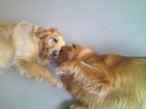 ゴールデンレトリバーのわくちゃん　ポメラニアンのまりおちゃん　～横浜ペットホテル～