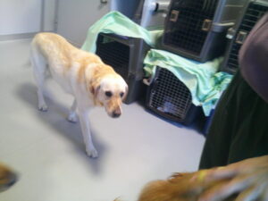 ラブラドールレトリーバーのチュチュちゃん　～横浜ペットホテル～