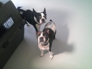 ボストンテリアのゴエモンちゃん、ヨーダちゃん　～横浜ペットホテル～