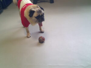 パグのマロニーちゃん　～横浜ペットホテル～