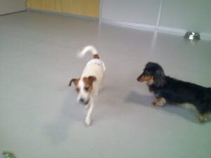 ジャックラッセルのももちゃん、ミニチュアダックスのコナちゃん　～横浜ペットホテル～