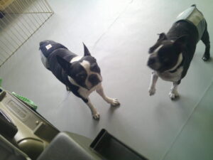 ボストンテリアのゴエモンちゃん、ヨーダちゃん　～横浜ペットホテル～