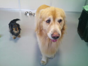 ゴールデンレトリーバーのちょこちゃん、ミニチュアダックスのコナちゃん、トイプードルもおとちゃん　～横浜ペットホテル～、